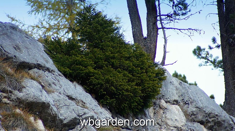 wbgarden alps 139.JPG